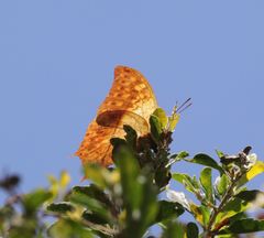 Charaxes varanes vologeses