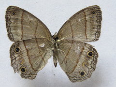 Cissia pompilia