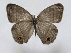 Cissia pompilia