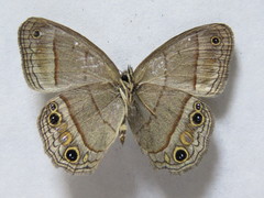 Cissia pompilia