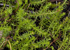 Myriophyllum papillosum