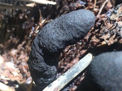 Xylaria polymorpha