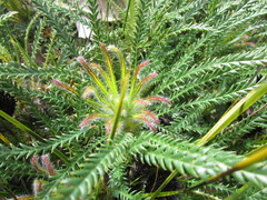 Banksia dallanneyi