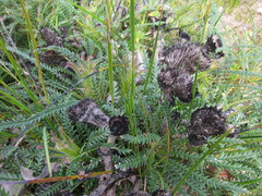 Banksia dallanneyi
