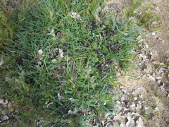 Banksia dallanneyi