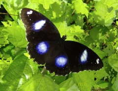 Hypolimnas bolina