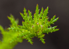 Myriophyllum papillosum