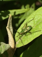 Pseudopantilius australis