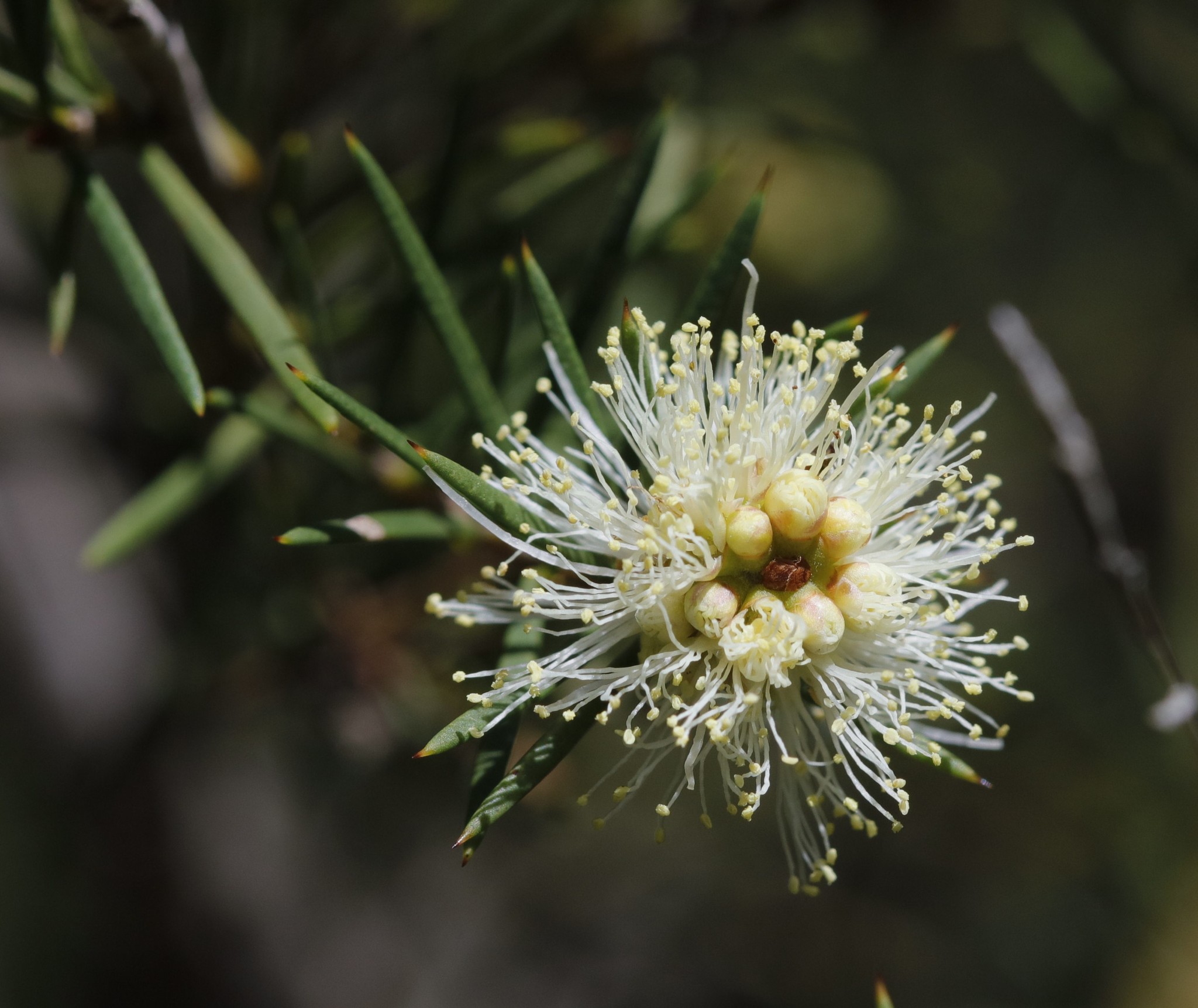 Melaleuca nodosa