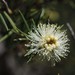 Prickly-leaved Paperbark - Photo (c) kalimata, some rights reserved (CC BY-NC), uploaded by kalimata