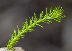 Myriophyllum papillosum