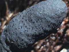Xylaria polymorpha