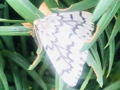 Nepytia phantasmaria