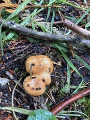 Lactarius olympianus