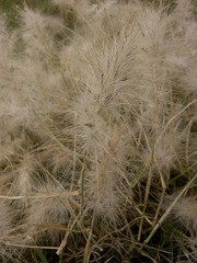 Poaceae