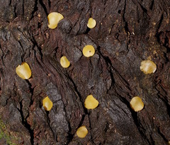 Pezizellaceae
