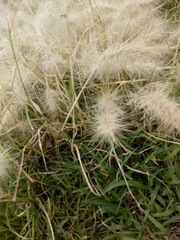 Poaceae
