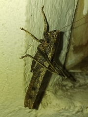 Eppia truncatipennis