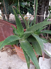 Aloe