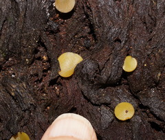 Pezizellaceae