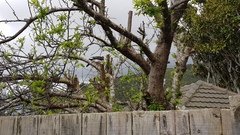 Hemiphaga novaeseelandiae