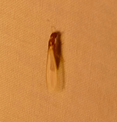 Incisitermes snyderi