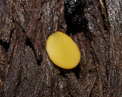 Pezizellaceae