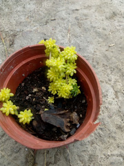 Sedum japonicum