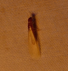 Incisitermes snyderi