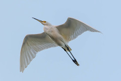 Egretta garzetta nigripes