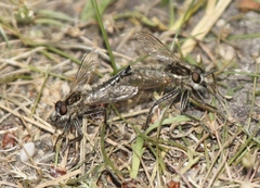 Dysmachus trigonus