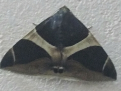 Bastilla crameri