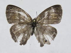 Cissia pseudoconfusa