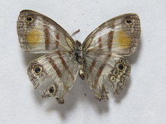 Cissia pseudoconfusa