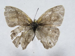 Cissia pseudoconfusa