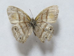 Cissia pseudoconfusa