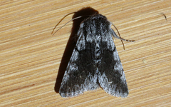 Pleromelloida conserta