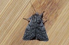 Pleromelloida conserta