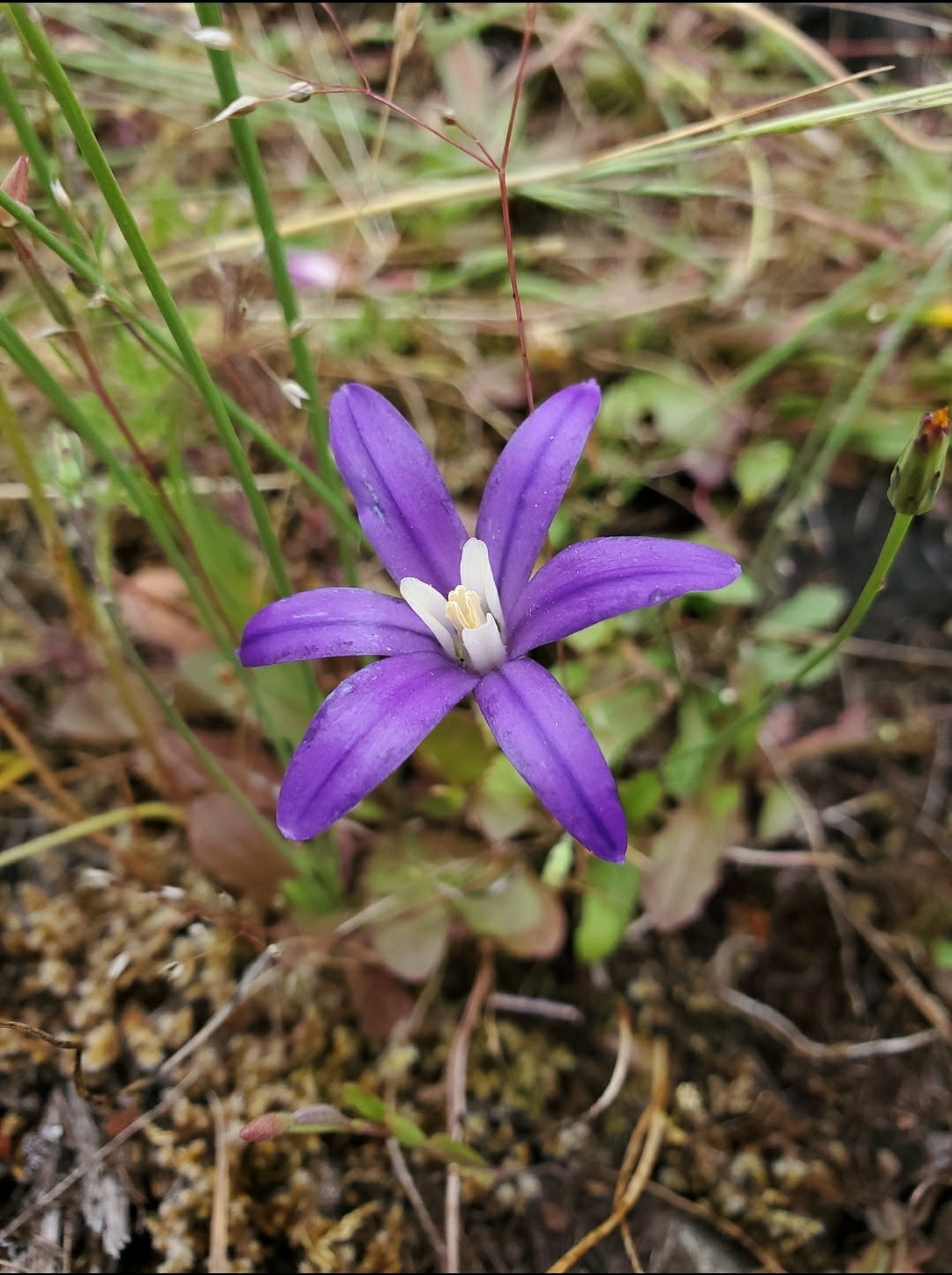 Brodiaea coronaria