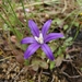 Crown Brodiaea - Photo no rights reserved, uploaded by Shane Johnson