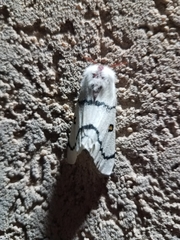 Hemileuca neumoegeni