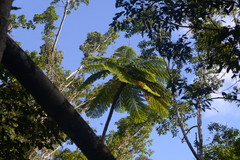 Sphaeropteris intermedia