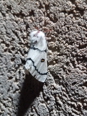 Hemileuca neumoegeni