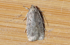Agonopterix argillacea