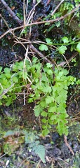 Cystopteris tasmanica