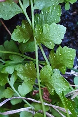 Cystopteris tasmanica