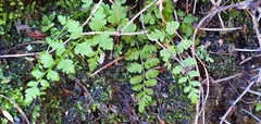 Cystopteris tasmanica