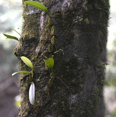 Bulbophyllum longiflorum