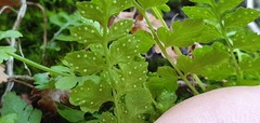 Cystopteris tasmanica