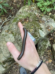 Narceus americanus